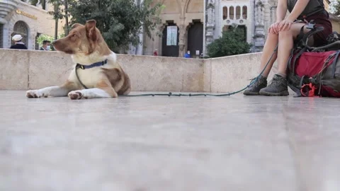 A dog resting with it's boss after a long hike Stock Footage 166393448