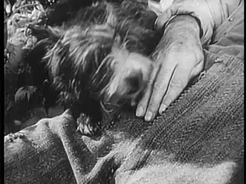 Dog resting its head on sleeping man in field, 1940s Stock Footage 64630077