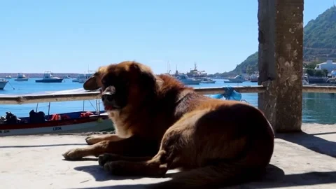Dog resting on jetty at the beach Stock Footage 224293822