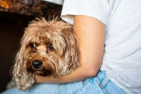 Dog resting on a lap Stock Photos