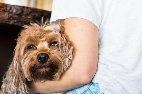 Dog resting on a lap Stock Photos