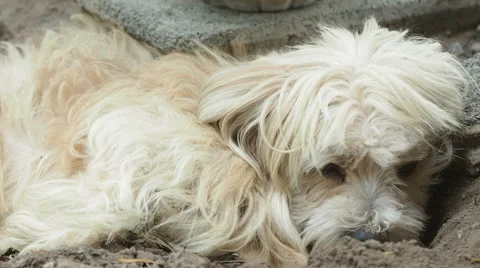 Dog resting, laying on ground. Stock Footage 52348957