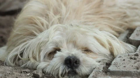 Dog resting, laying on ground. Stock Footage 52356022