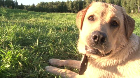 Dog resting in nature Stock Footage 53957446