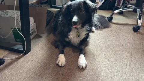 Dog resting on office floor at home Vídeo Stock 336802477