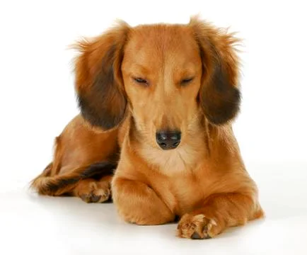 Dog resting Stock Photos