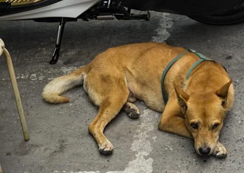 A dog is resting Foto stock