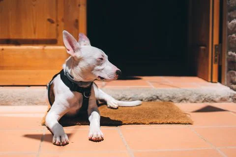 Dog resting Stock Photos