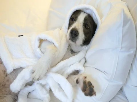 Dog Resting On Pillow Lying On Bed Video stock 80428602