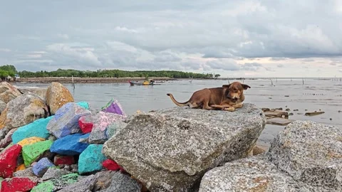 Dog resting on the rock Video stock 246263782