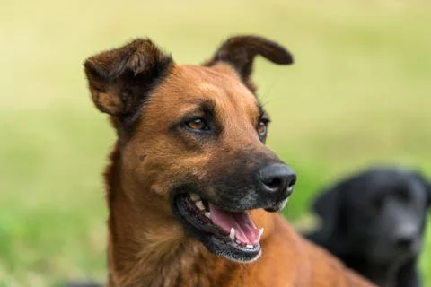 Dog resting in the shade Stock Photos