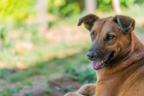 Dog resting in the shade Stock Photos
