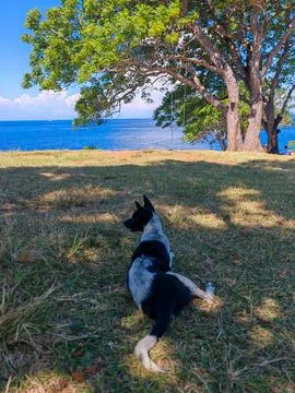 Dog Resting in the Shade of a Tree Overlooking the Deep Blue Ocean Foto stock