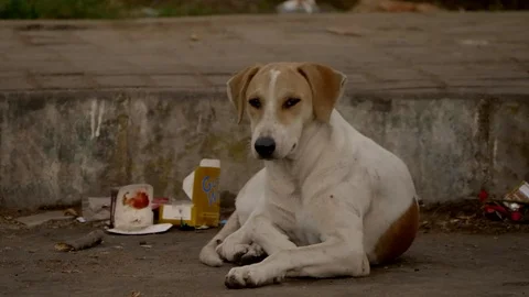 Dog resting at the side of the road Video stock 111708108