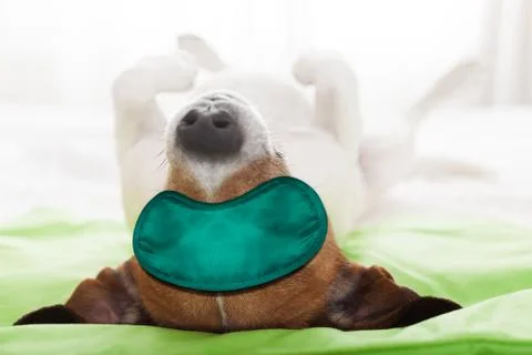 Dog  resting ,sleeping or having a siesta  with   eye mask,upside down lying Fotos de archivo