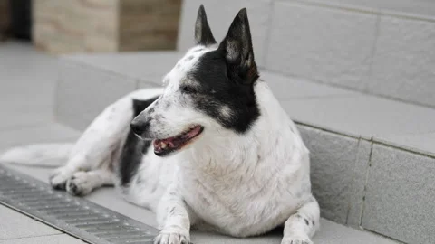 A dog is resting on the threshold of a house, it is hot outside Stock Footage 280482334