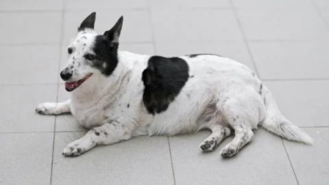 A dog is resting on the threshold of a house, it is hot outside Stock Footage 280483269