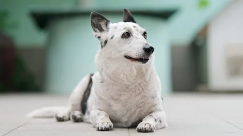 A dog is resting on the threshold of a house, it is hot outside Stock Footage 280483660