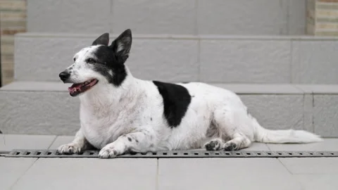 A dog is resting on the threshold of a house, it is hot outside Stock Footage 280484078