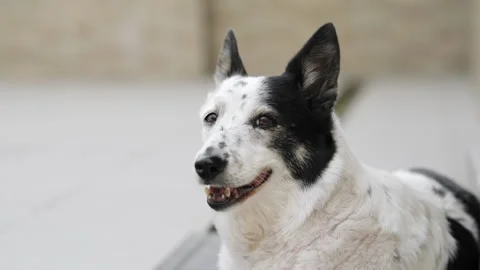 A dog is resting on the threshold of a house, it is hot outside Stock Footage 280484265