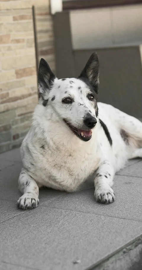 A dog is resting on the threshold of a house, it is hot outside Stock Footage 280485234