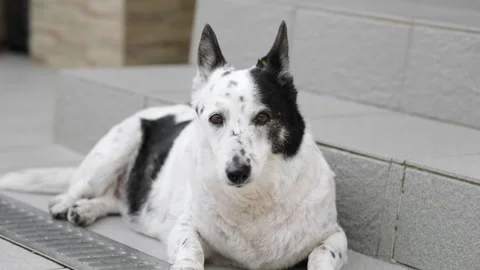A dog is resting on the threshold of a house, it is hot outside Stock Footage 280487060