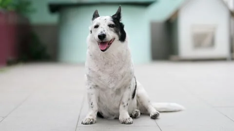 A dog is resting on the threshold of a house, it is hot outside Stock Footage 280488333
