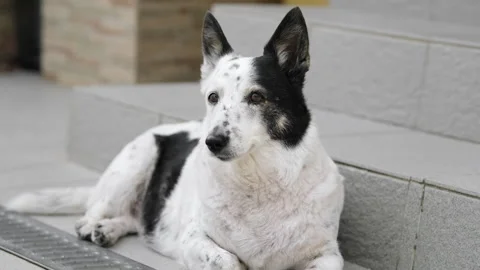 A dog is resting on the threshold of a house, it is hot outside Stock Footage 280488797