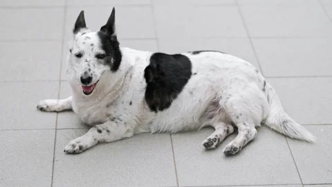 A dog is resting on the threshold of a house, it is hot outside Stock Footage 280489156