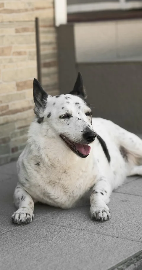 A dog is resting on the threshold of a house, it is hot outside Stock-Footage 280490766