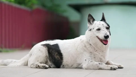 A dog is resting on the threshold of a house, it is hot outside Stock Footage 280492267