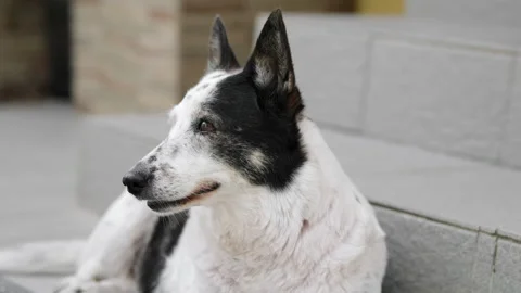 A dog is resting on the threshold of a house, it is hot outside Stock Footage 280492533