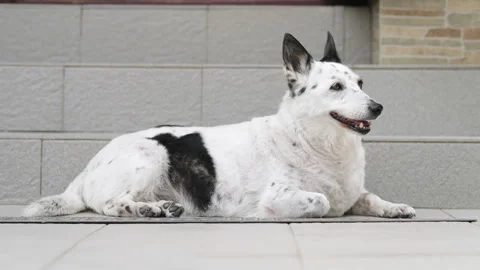 A dog is resting on the threshold of a house, it is hot outside Stock Footage 280492744