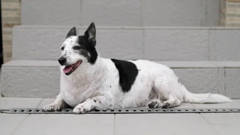 A dog is resting on the threshold of a house, it is hot outside Stock-Footage 280493039