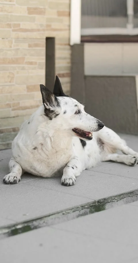 A dog is resting on the threshold of a house, it is hot outside Stock Footage 280493059