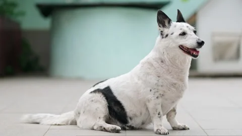 A dog is resting on the threshold of a house, it is hot outside Stock Footage 280493135