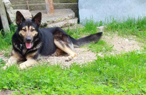 The dog is resting in the yard. Background with copyspace Stock Photos