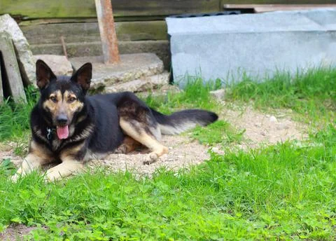 The dog is resting in the yard. Background with copyspace Stock Photos