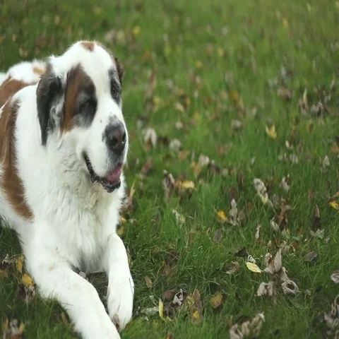 Dog resting in yard, video Video stock 69654951