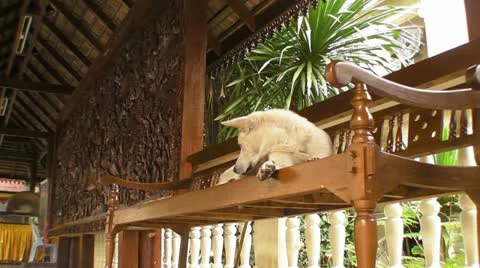 Dog Rests on a Bench Stock Footage
