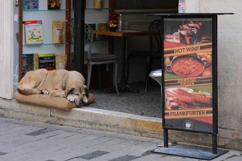 Dog Rests in the Cafe Doorway Stock Photos