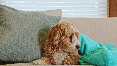 Dog rests on couch with soft blanket and pillows during afternoon at home in Stock Footage 334158154