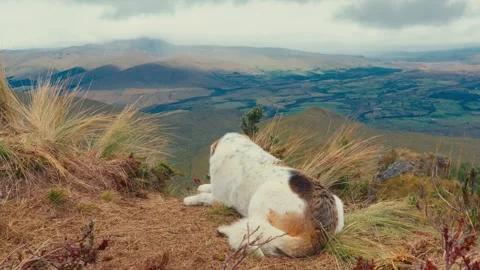 A dog rests on a grassy hill overlooking a vast mountainous valley in Ecuador Stockbeeldmateriaal 345156359