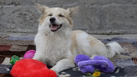 Dog rests in the yard Stock Footage 75840477
