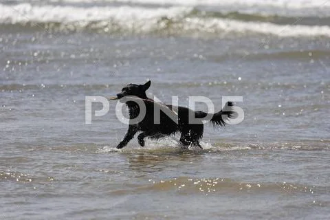 A Dog Retrieves A Stick At Inch Beach, Kerry, Dingle Peninsula, Ireland