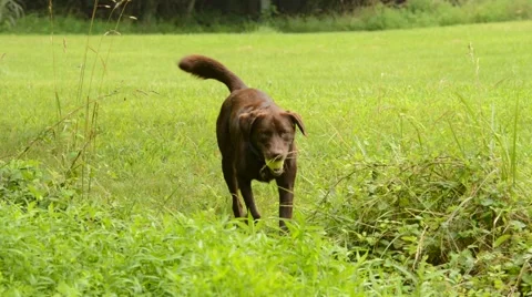 Dog retrieving ball Stock Footage 41020790