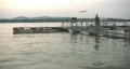 Dog retrieving in lake at sunset HD HD Footage