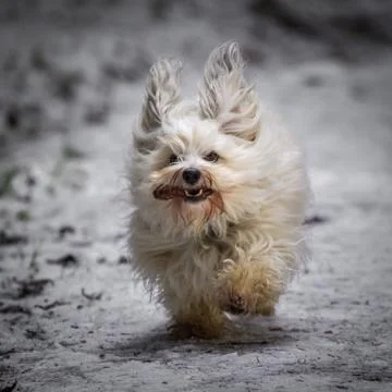 Dog in retrieving Stock Photos