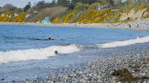 Dog retrieving a small stick from the water	 Vídeo Stock 122228568