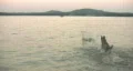 Dog retrieving stick in deep lake at sunset HD HD Footage